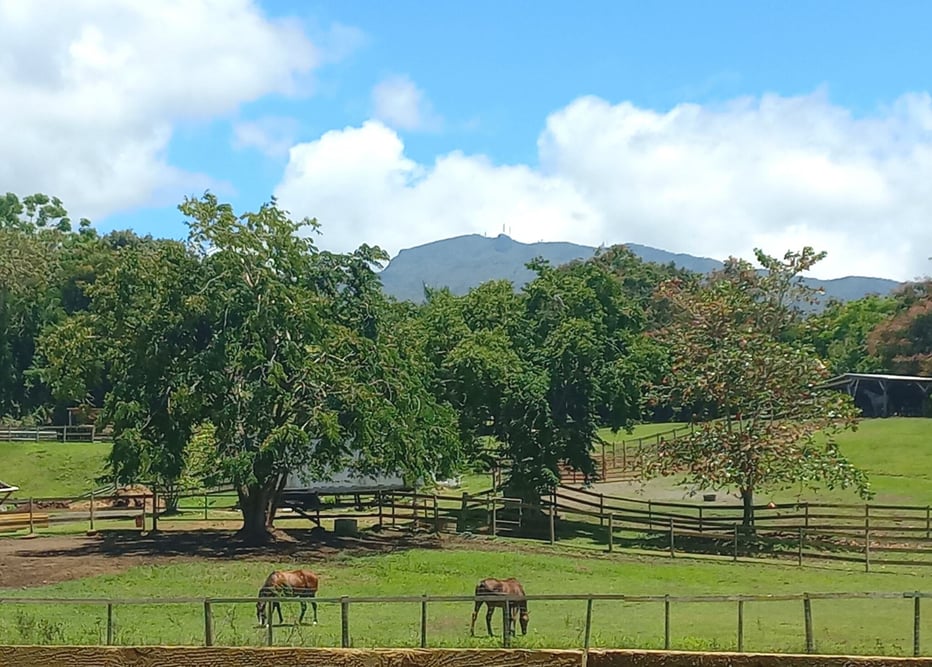 Puerto Rico Ranch Equine Experiences in Puerto Rico
