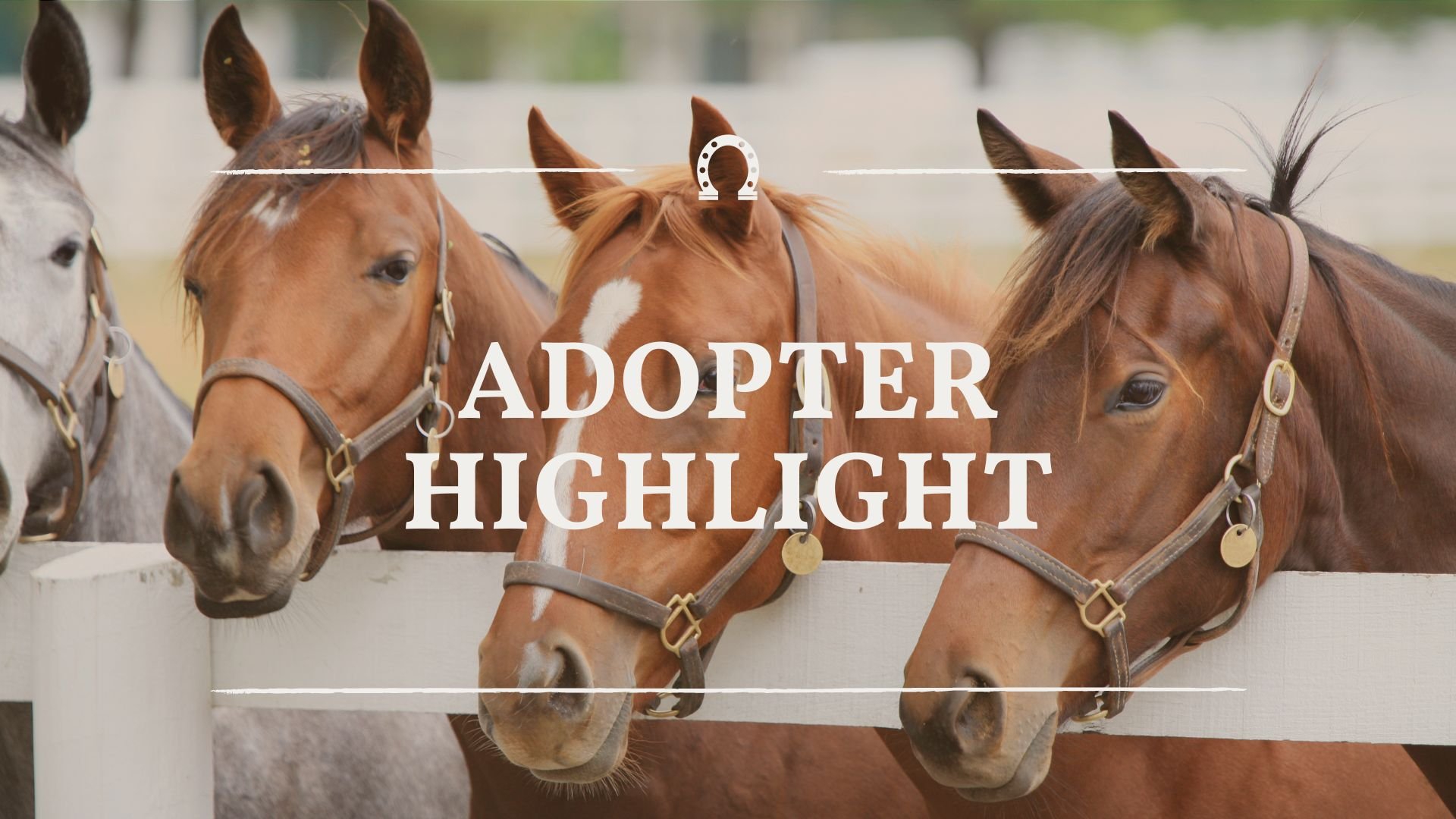 Adopter Highlight Adopter Highlight