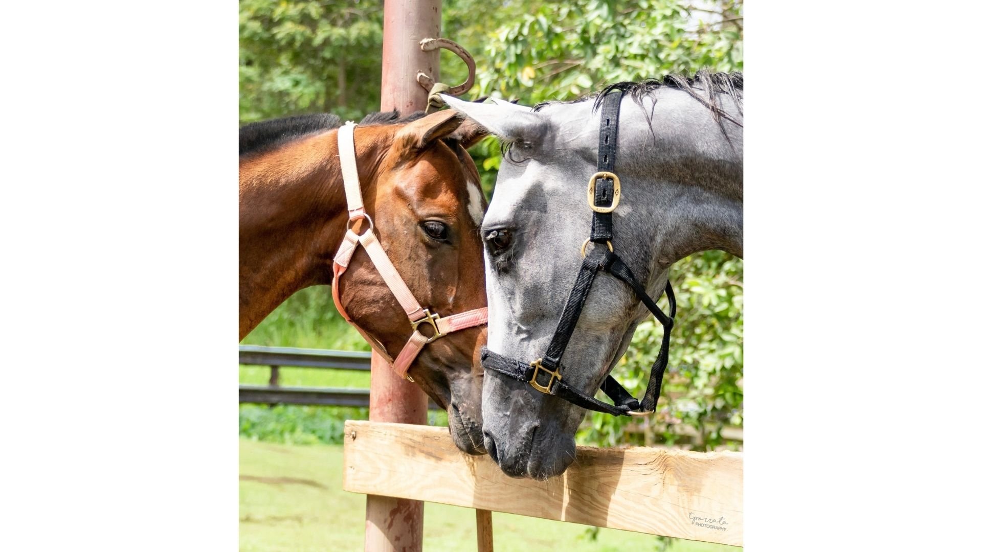 sweet horses hugging sweet horses hugging