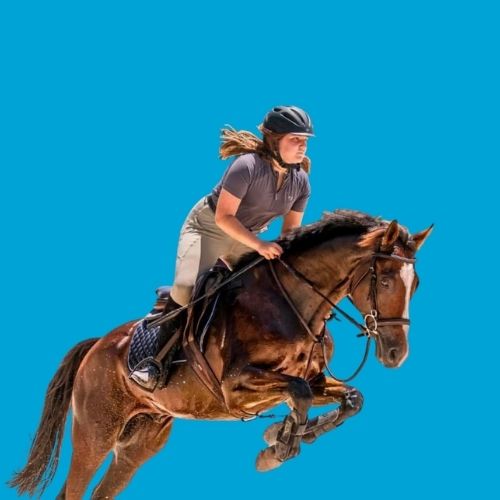 caribbean thoroughbred aftercare has adopted more than 200 OTTBs caribbean thoroughbred aftercare has adopted more than 200 OTTBs