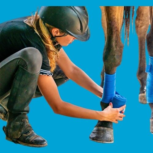 10 years of dedication to thoroughbreds 10 years of dedication to thoroughbreds