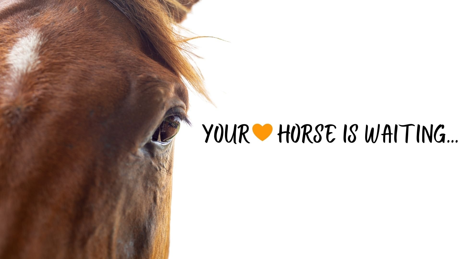 Your Heart Horse is Waiting for you!