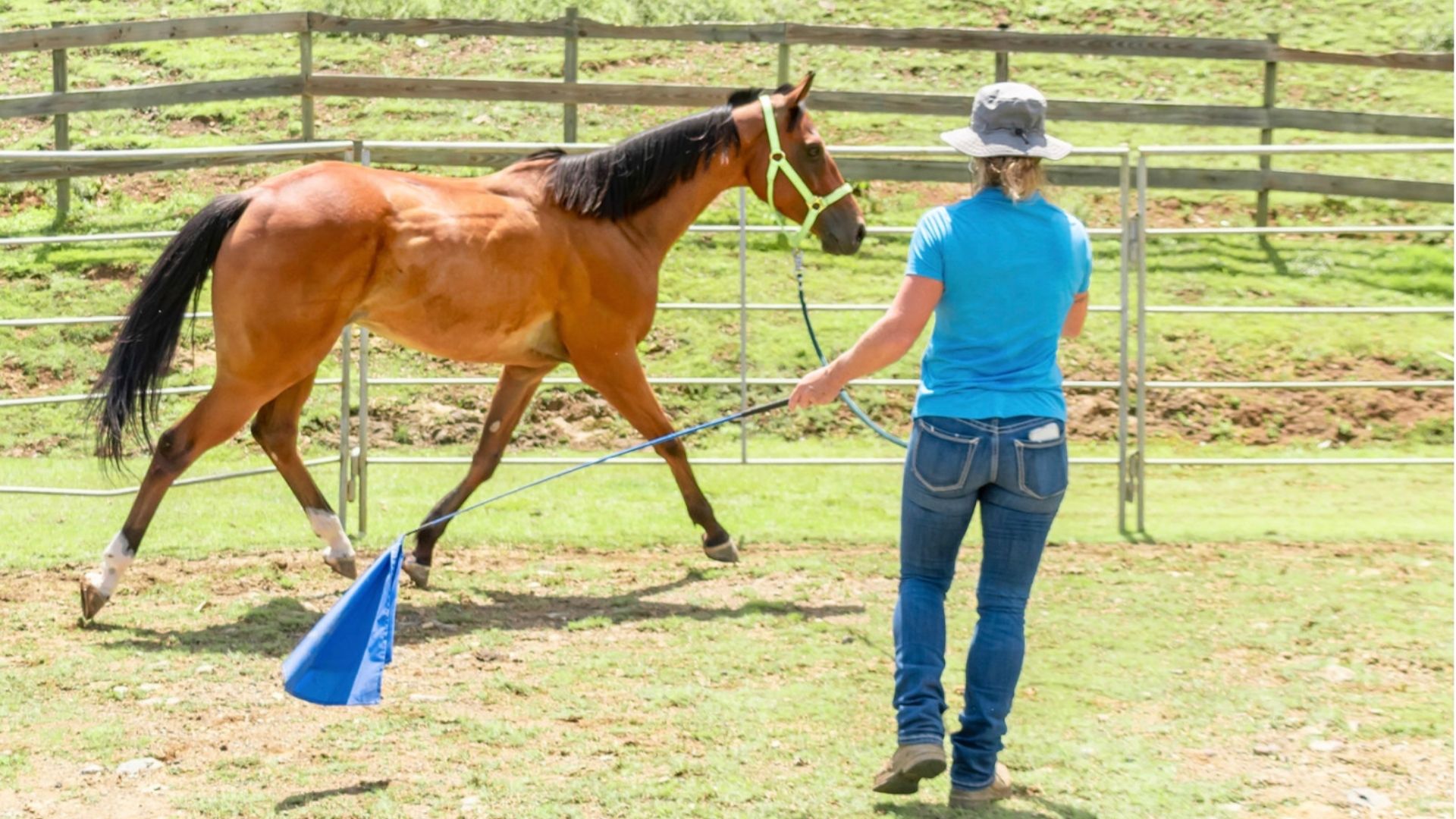 Kelley Working with horse-1