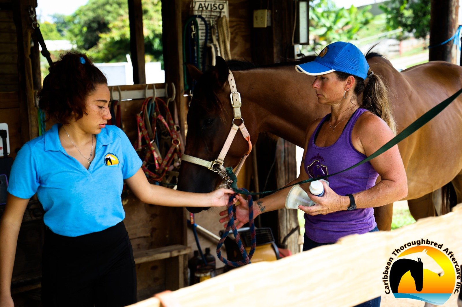 Rehabilitation services for our horses
