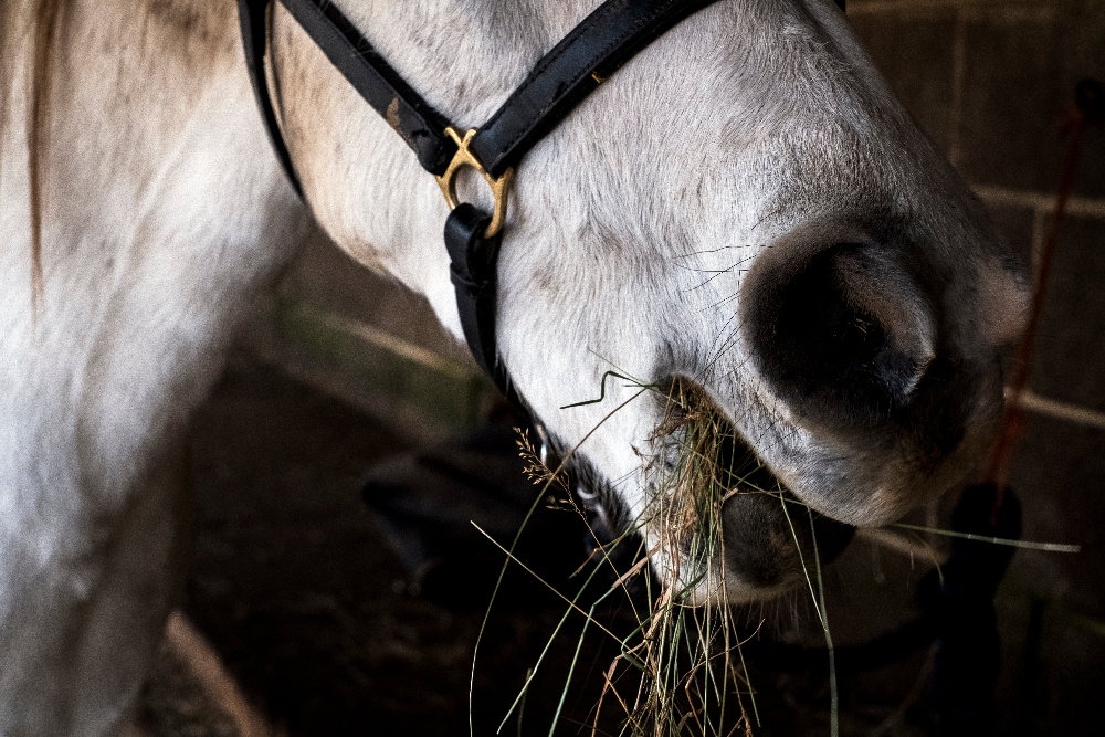 close-up-of-white-cob-horse-eating-hay-2022-03-04-02-24-00-utc-4